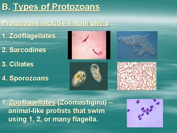 B. Types of Protozoans include 4 main phyla : 1. Zooflagellates 2. Sarcodines 3.