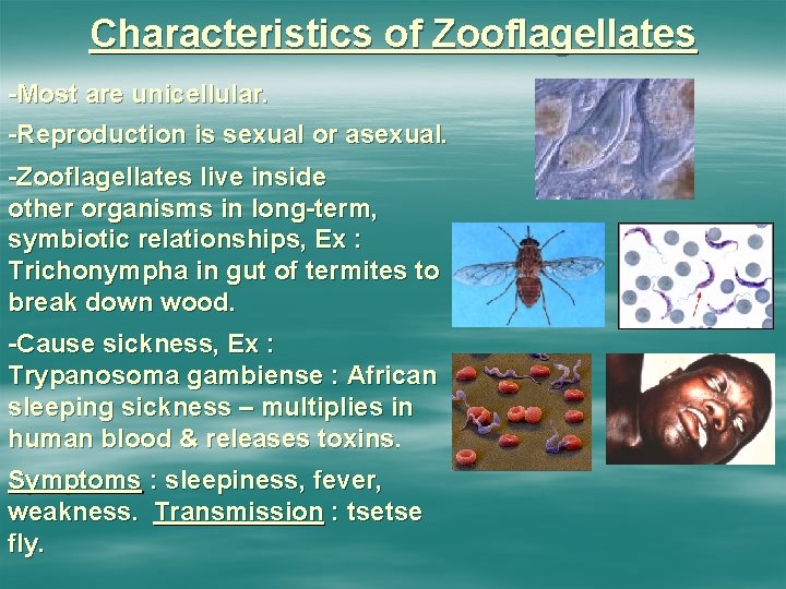 Characteristics of Zooflagellates -Most are unicellular. -Reproduction is sexual or asexual. -Zooflagellates live inside