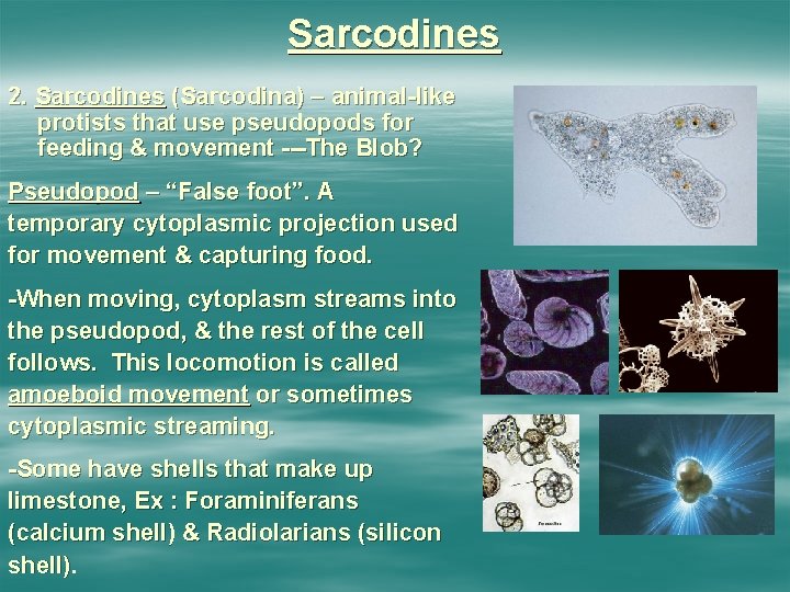 Sarcodines 2. Sarcodines (Sarcodina) – animal-like protists that use pseudopods for feeding & movement