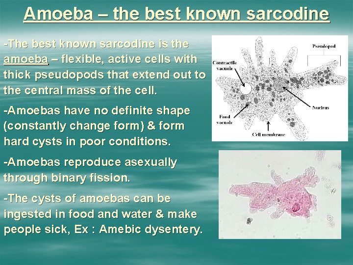 Amoeba – the best known sarcodine -The best known sarcodine is the amoeba –