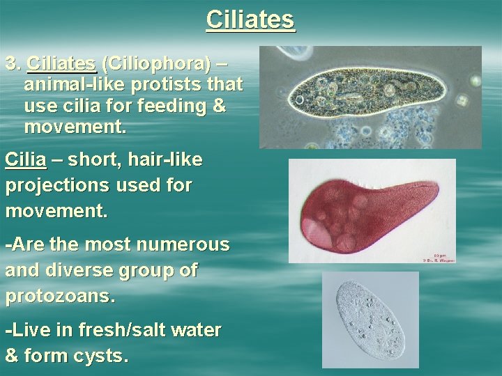 Ciliates 3. Ciliates (Ciliophora) – animal-like protists that use cilia for feeding & movement.