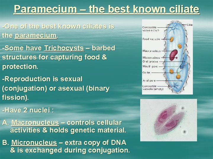 Paramecium – the best known ciliate -One of the best known ciliates is the