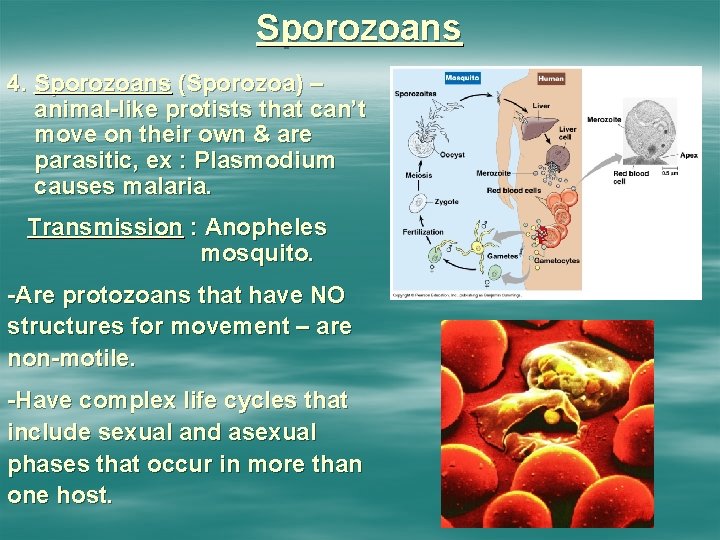 Sporozoans 4. Sporozoans (Sporozoa) – animal-like protists that can’t move on their own &