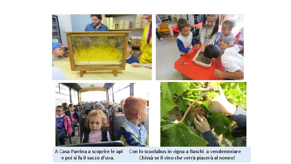 A Casa Parrina a scoprire le api Con lo scuolabus in vigna a Baschi