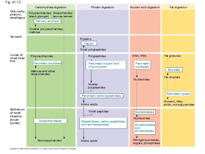 Fig. 41 -13 Carbohydrate digestion Oral cavity, pharynx, esophagus Protein digestion Nucleic acid digestion