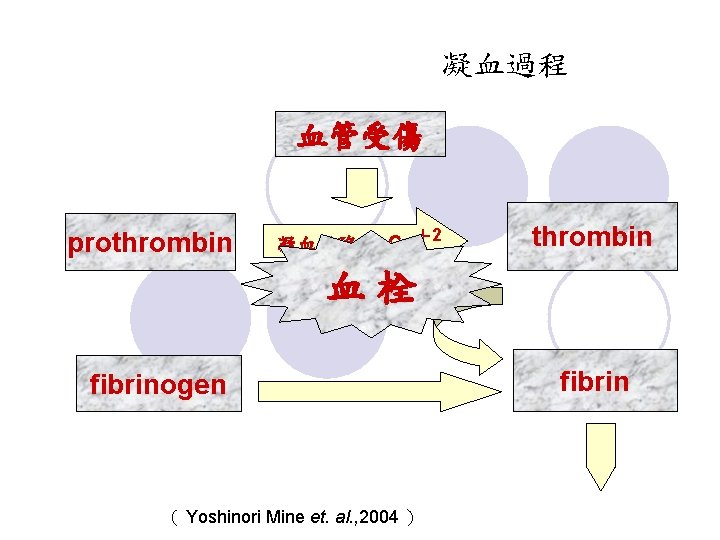 凝血過程 血管受傷 prothrombin 凝血活酶 、 Ca＋2 thrombin 血栓 fibrinogen （ Yoshinori Mine et. al.