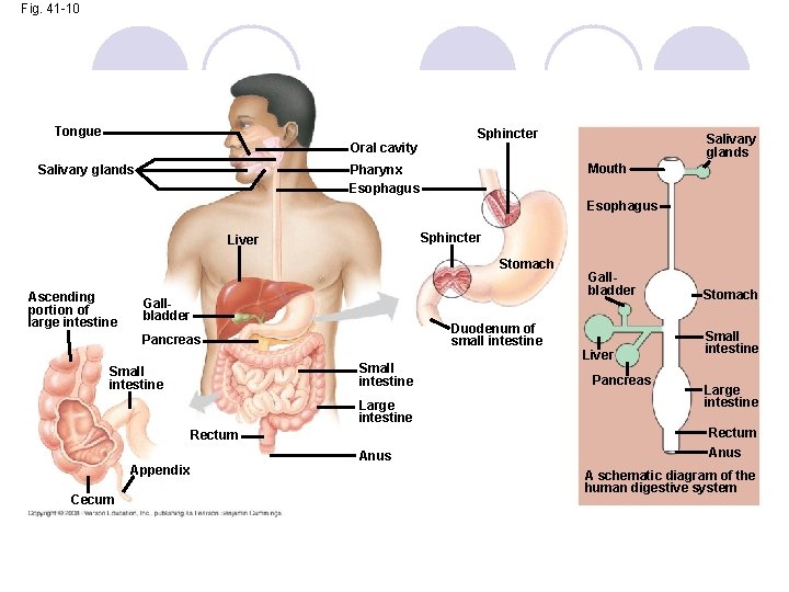 Fig. 41 -10 Tongue Sphincter Salivary glands Oral cavity Salivary glands Mouth Pharynx Esophagus