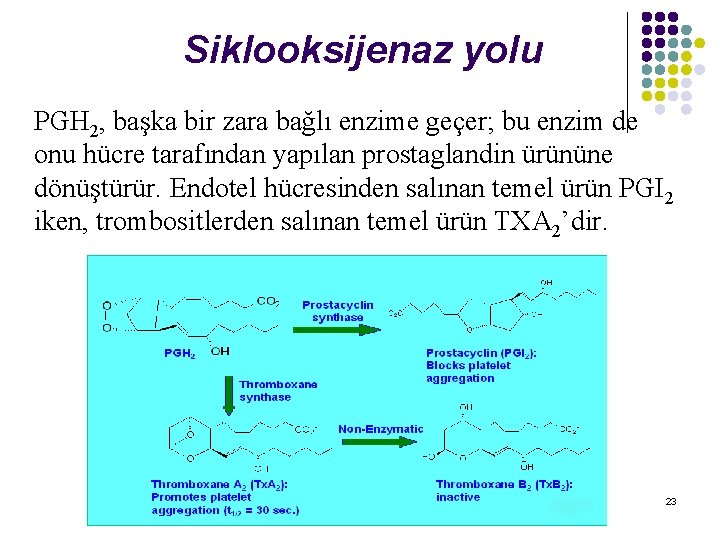 Siklooksijenaz yolu PGH 2, başka bir zara bağlı enzime geçer; bu enzim de onu