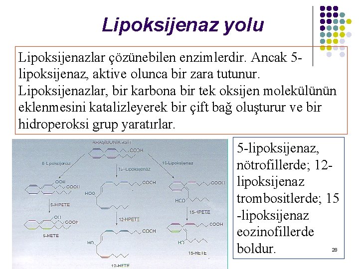 Lipoksijenaz yolu Lipoksijenazlar çözünebilen enzimlerdir. Ancak 5 lipoksijenaz, aktive olunca bir zara tutunur. Lipoksijenazlar,