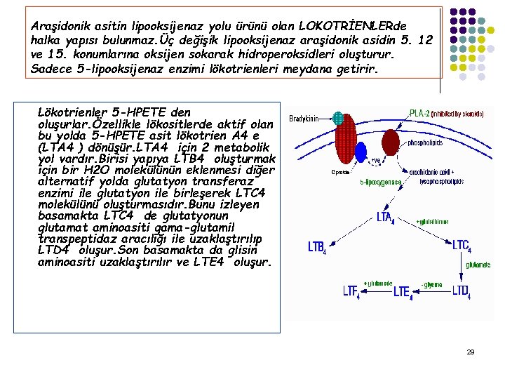 Araşidonik asitin lipooksijenaz yolu ürünü olan LOKOTRİENLERde halka yapısı bulunmaz. Üç değişik lipooksijenaz araşidonik