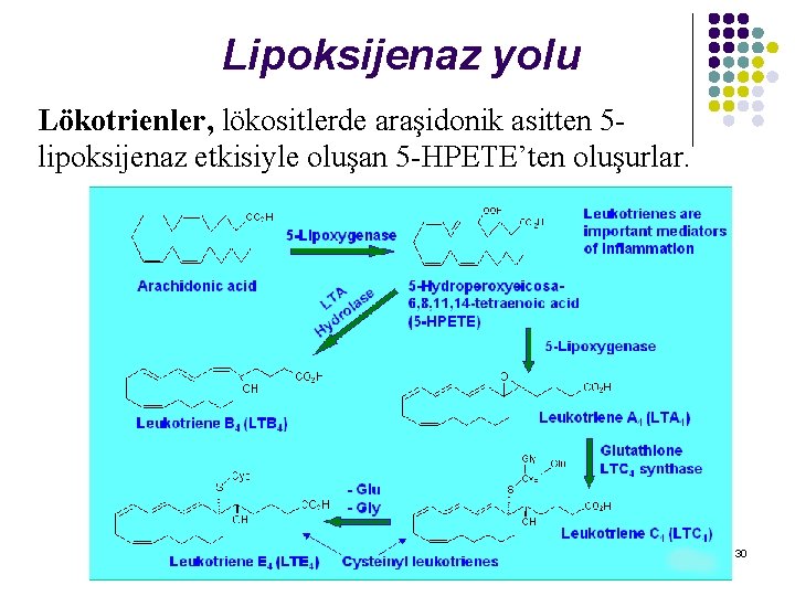 Lipoksijenaz yolu Lökotrienler, lökositlerde araşidonik asitten 5 lipoksijenaz etkisiyle oluşan 5 -HPETE’ten oluşurlar. 30