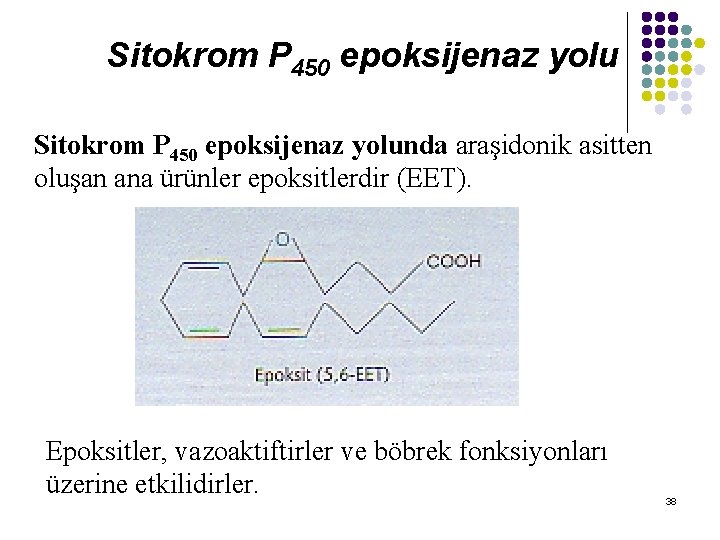 Sitokrom P 450 epoksijenaz yolunda araşidonik asitten oluşan ana ürünler epoksitlerdir (EET). Epoksitler, vazoaktiftirler