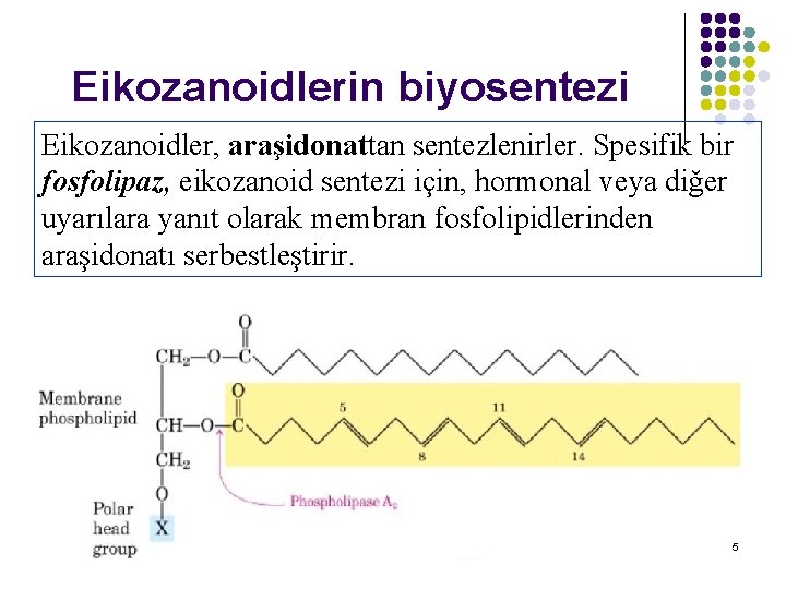 Eikozanoidlerin biyosentezi Eikozanoidler, araşidonattan sentezlenirler. Spesifik bir fosfolipaz, eikozanoid sentezi için, hormonal veya diğer