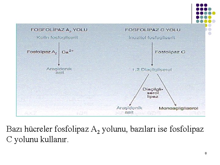 Bazı hücreler fosfolipaz A 2 yolunu, bazıları ise fosfolipaz C yolunu kullanır. 8 