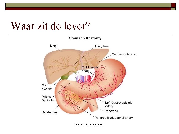Spijsvertering College J Bgel Noorderpoortcollege Levend organisme o