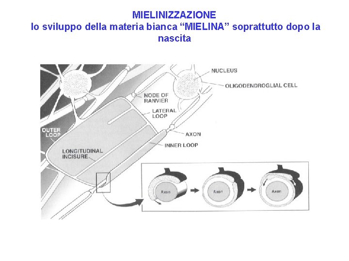 MIELINIZZAZIONE lo sviluppo della materia bianca “MIELINA” soprattutto dopo la nascita 
