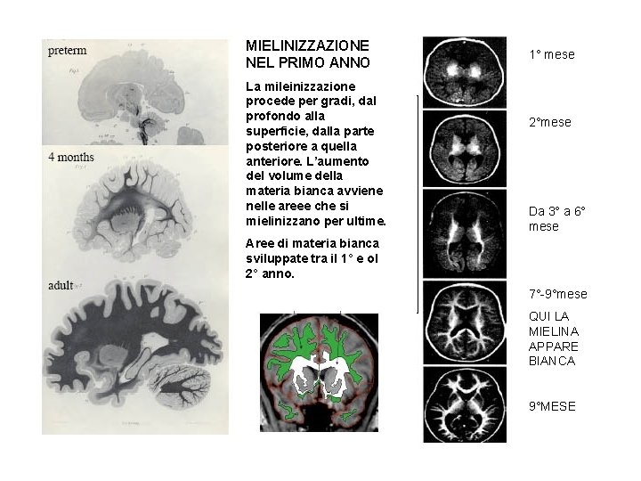 MIELINIZZAZIONE NEL PRIMO ANNO La mileinizzazione procede per gradi, dal profondo alla superficie, dalla
