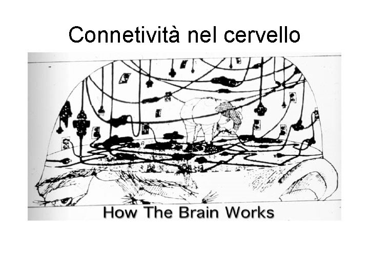 Connetività nel cervello 