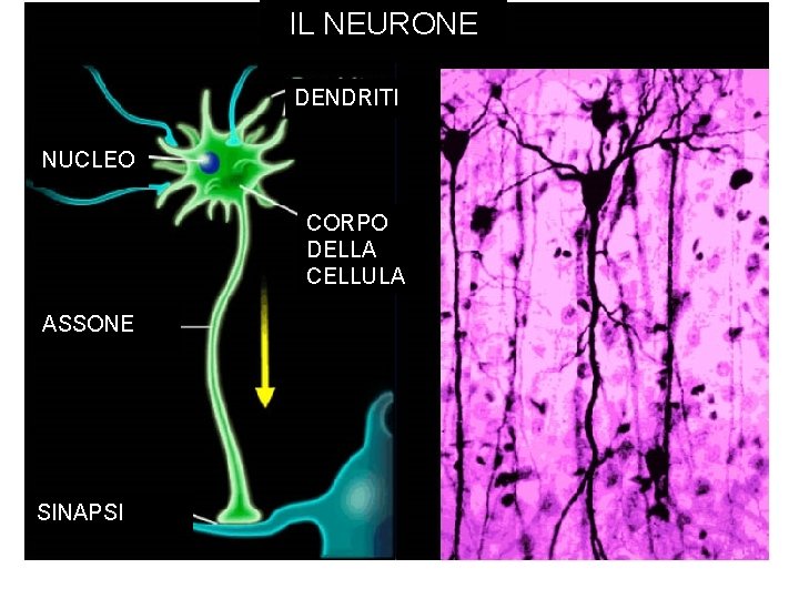 IL NEURONE DENDRITI NUCLEO CORPO DELLA CELLULA ASSONE SINAPSI 