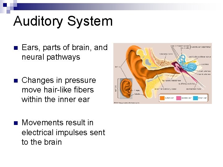 Auditory System n Ears, parts of brain, and neural pathways n Changes in pressure