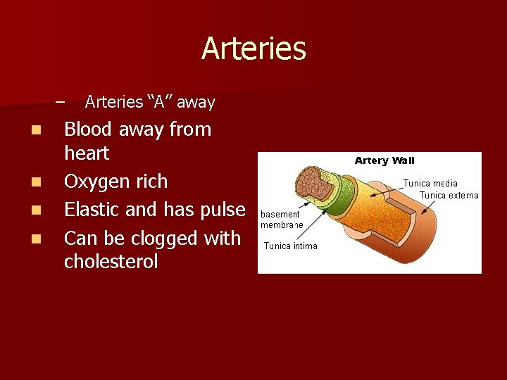 Arteries – n n Arteries “A” away Blood away from heart Oxygen rich Elastic