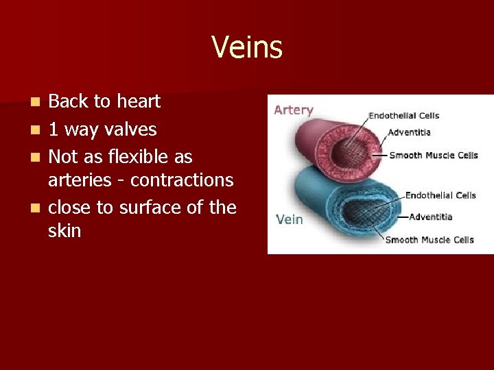 Veins Back to heart n 1 way valves n Not as flexible as arteries