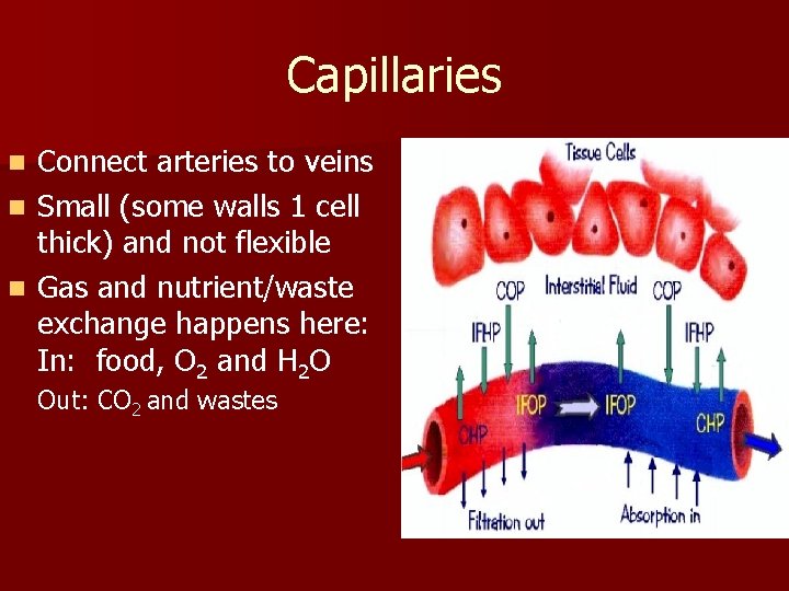 Capillaries Connect arteries to veins n Small (some walls 1 cell thick) and not