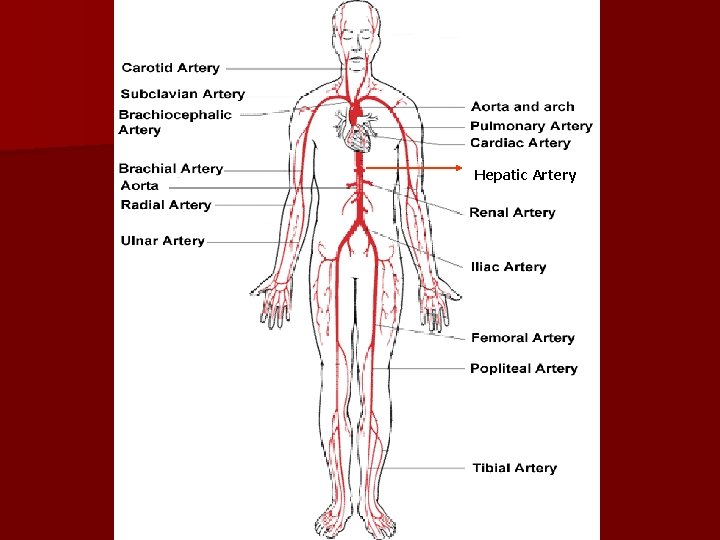 Hepatic Artery 