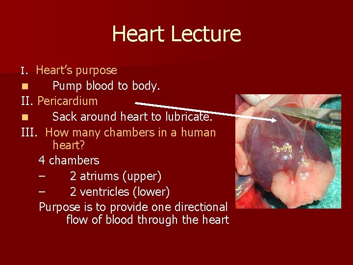 Heart Lecture I. Heart’s purpose n Pump blood to body. II. Pericardium n Sack