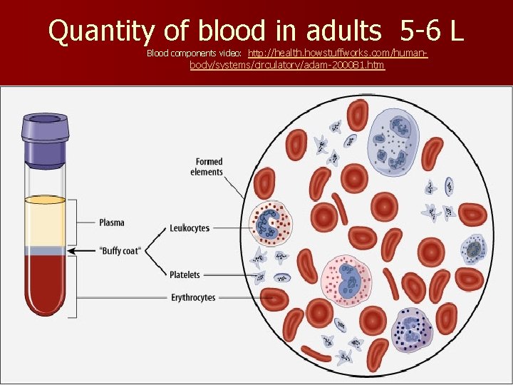 Quantity of blood in adults 5 -6 L Blood components video: http: //health. howstuffworks.