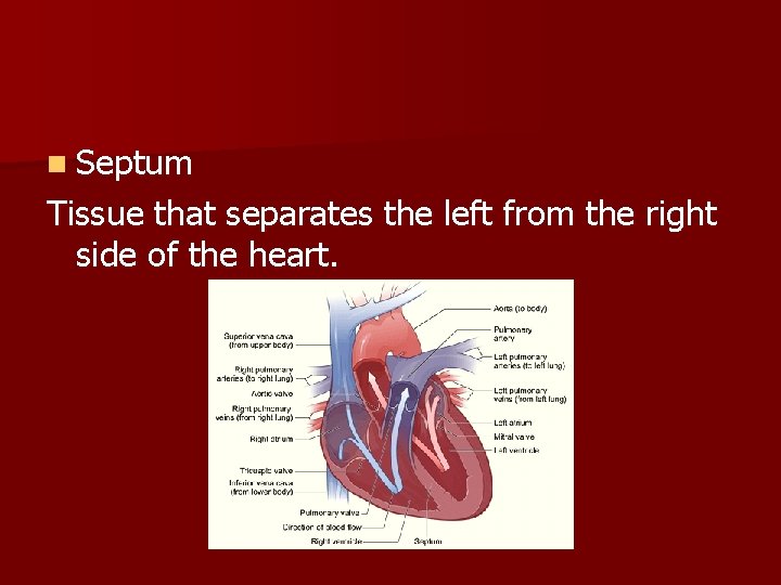 n Septum Tissue that separates the left from the right side of the heart.