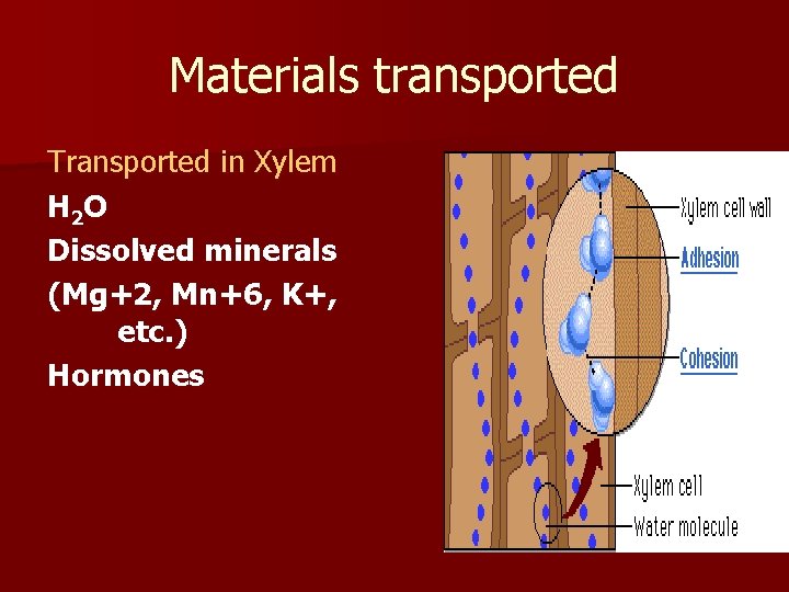 Materials transported Transported in Xylem H 2 O Dissolved minerals (Mg+2, Mn+6, K+, etc.