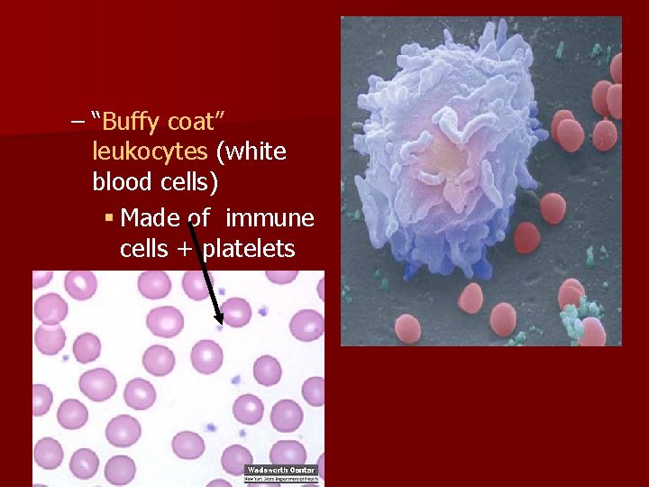 – “Buffy coat” leukocytes (white blood cells) § Made of immune cells + platelets