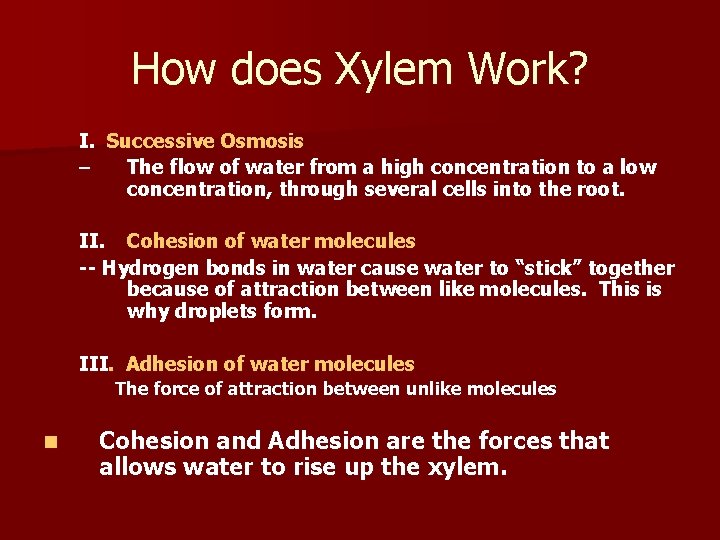 How does Xylem Work? I. Successive Osmosis – The flow of water from a