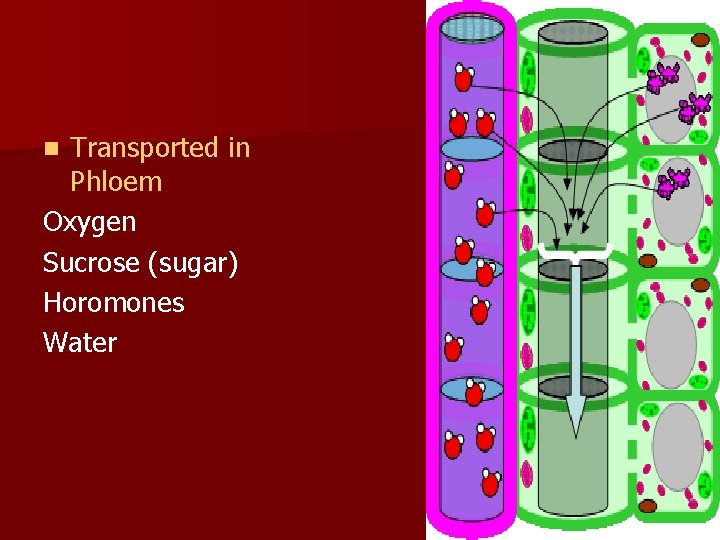 Transported in Phloem Oxygen Sucrose (sugar) Horomones Water n 
