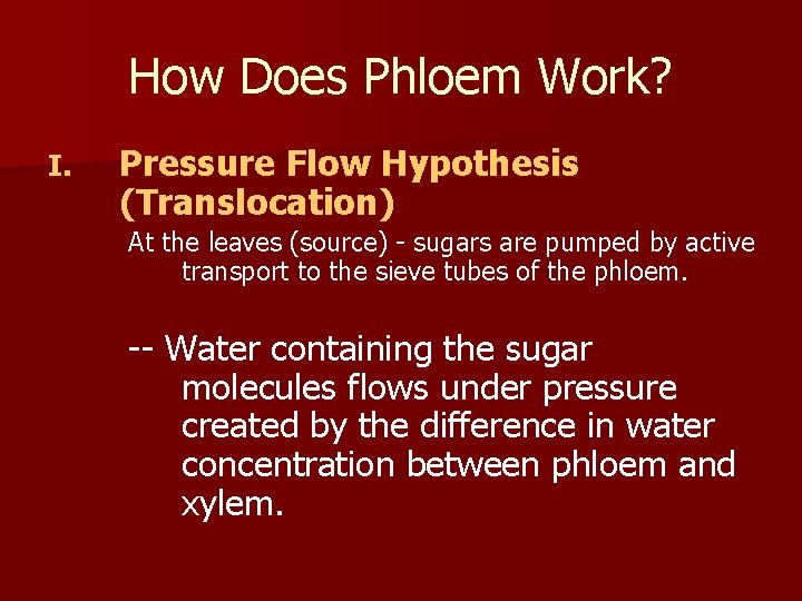 How Does Phloem Work? I. Pressure Flow Hypothesis (Translocation) At the leaves (source) -