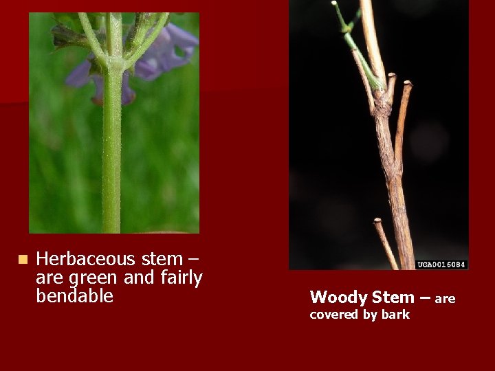 n Herbaceous stem – are green and fairly bendable Woody Stem – covered by