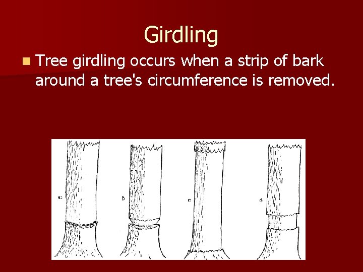 Girdling n Tree girdling occurs when a strip of bark around a tree's circumference