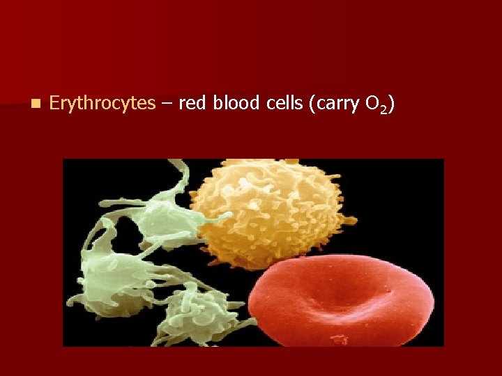 n Erythrocytes – red blood cells (carry O 2) 