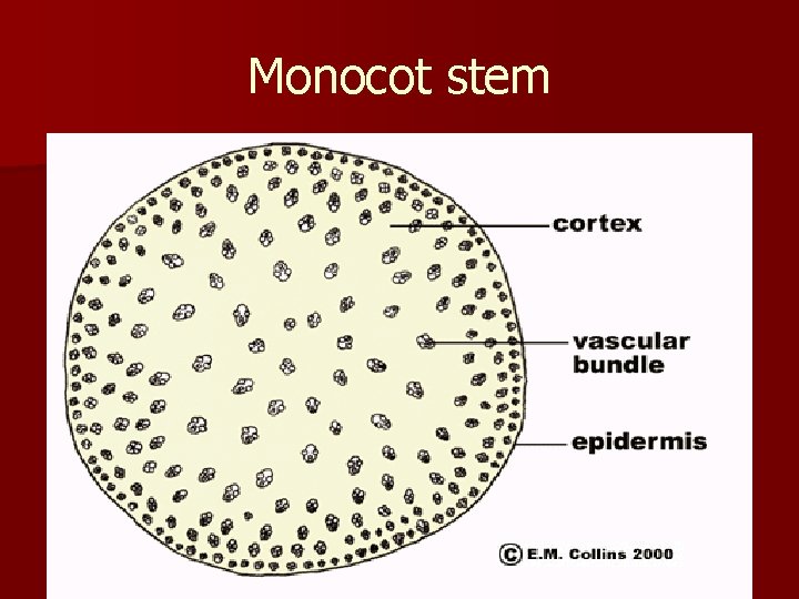 Monocot stem 