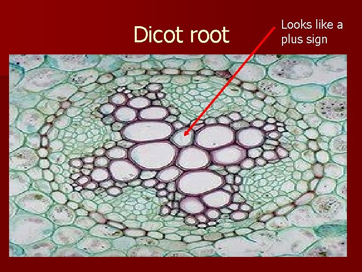 Dicot root Looks like a plus sign 