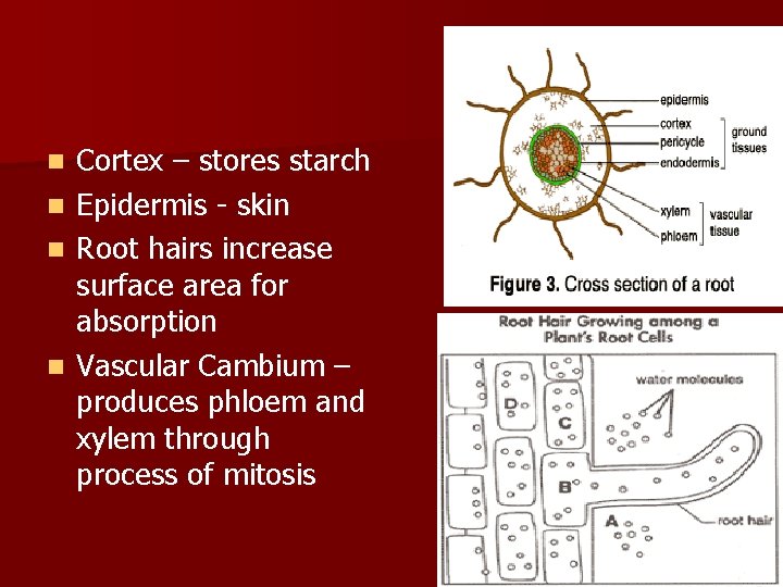 Cortex – stores starch n Epidermis - skin n Root hairs increase surface area
