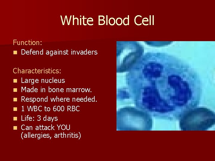 White Blood Cell Function: n Defend against invaders Characteristics: n Large nucleus n Made