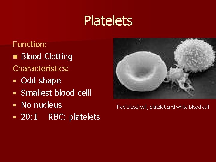 Platelets Function: n Blood Clotting Characteristics: § Odd shape § Smallest blood celll §