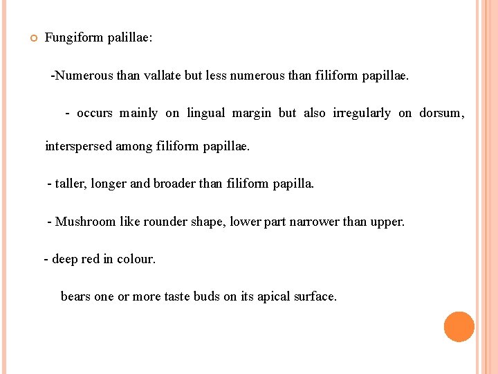  Fungiform palillae: -Numerous than vallate but less numerous than filiform papillae. - occurs