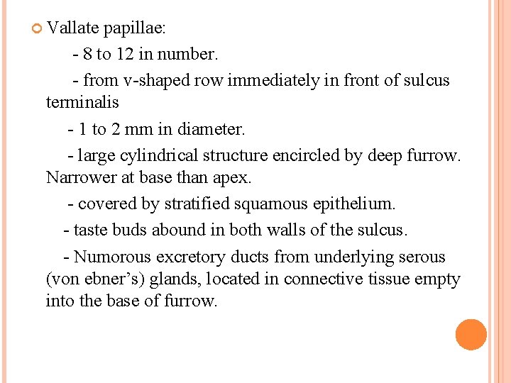  Vallate papillae: - 8 to 12 in number. - from v-shaped row immediately
