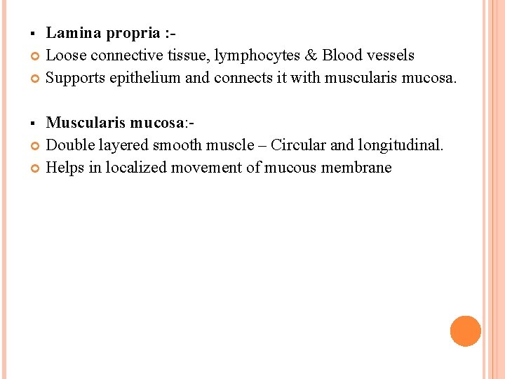 Lamina propria : Loose connective tissue, lymphocytes & Blood vessels Supports epithelium and connects