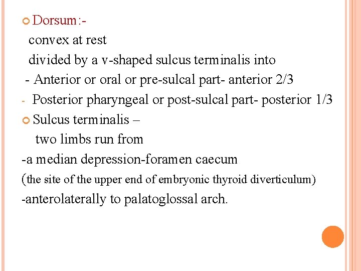  Dorsum: - convex at rest divided by a v-shaped sulcus terminalis into -