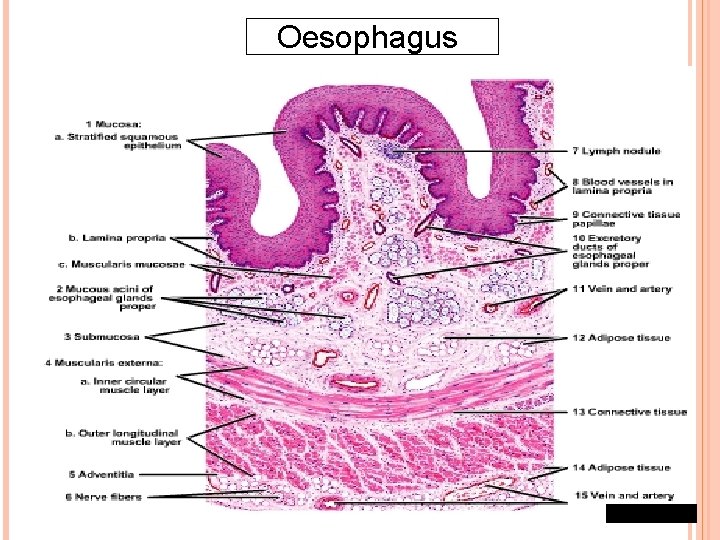 Oesophagus 