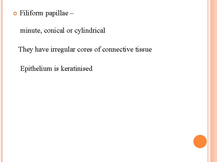  Filiform papillae – minute, conical or cylindrical They have irregular cores of connective